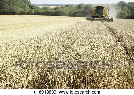 Combine Harvester Working In Field View Large Photo Image Stock Photo - Combine Harvester Working In Field. Fotosearch