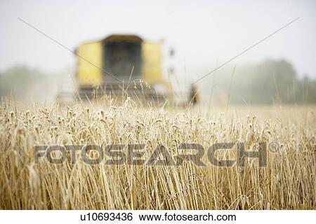 Combine Harvester Working In Field View Large Photo Image Stock Photograph - Combine Harvester Working In Field. Fotosearch