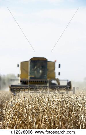Combine Harvester Working In Field View Large Photo Image Stock Photograph - Combine Harvester Working In Field. Fotosearch