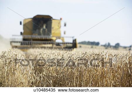 Stock Photography - Combine Harvester Working In Field. Fotosearch