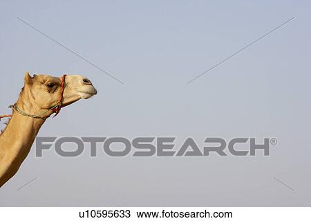 Stock Image - Detail Of Camel Head. Fotosearch