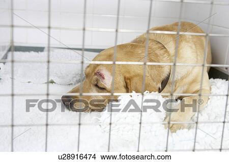 Dog Recovering In Vet's Kennels View Large Photo Image Picture - Dog Recovering In Vet's Kennels. Fotosearch