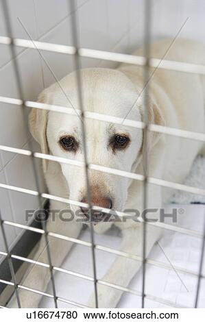 Stock Image - Dog Recovering In Vet's Kennels. Fotosearch
