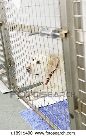 Stock Image - Dog Recovering In Vet's Kennels. Fotosearch