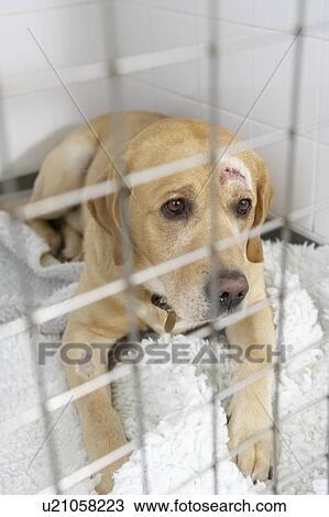 Dog Recovering In Vet's Kennels View Large Photo Image Stock Image - Dog Recovering In Vet's Kennels. Fotosearch