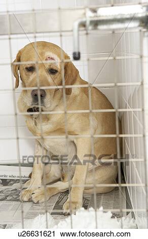 Stock Image - Dog Recovering In Vet's Kennels. Fotosearch