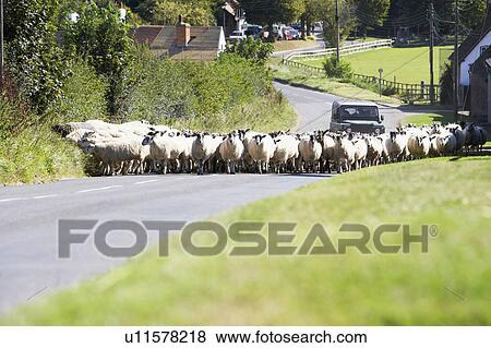 Stock Photo - Driving Sheep Along Country Road. Fotosearch