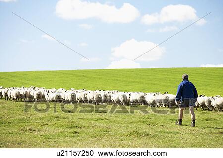 Stock Image - Farm Worker With Flock Of Sheep. Fotosearch