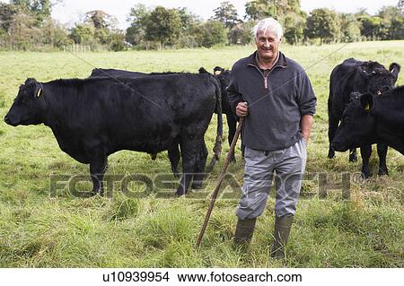 Farm Worker With Herd Of Cows View Large Photo Image Picture - Farm Worker With Herd Of Cows. Fotosearch