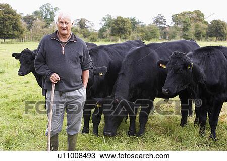 Farm Worker With Herd Of Cows View Large Photo Image Stock Image - Farm Worker With Herd Of Cows. Fotosearch