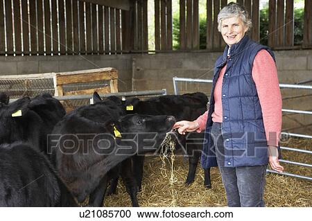 Farmer Feeding Cattle In Barn View Large Photo Image Stock Image - Farmer Feeding Cattle In Barn. Fotosearch