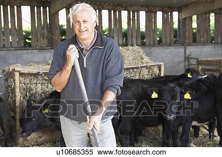 Stock Photography - Farmer In Barn With Herd Of Cows. Fotosearch