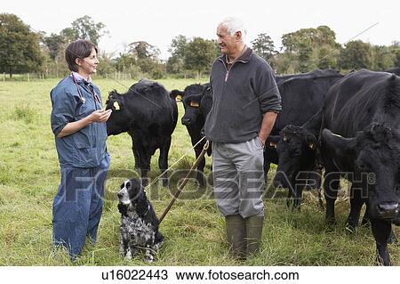 Farmer In Discussion With Vet In Field View Large Photo Image Stock Image - Farmer In Discussion With Vet In Field. Fotosearch