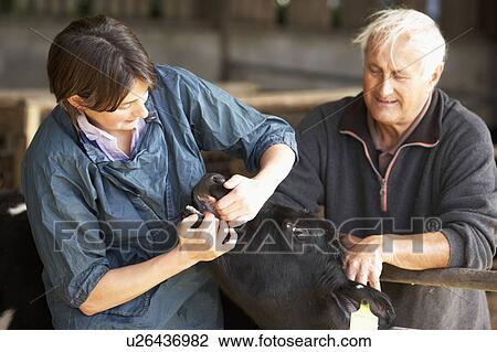 Farmer With Vet Examining Calf View Large Photo Image Stock Image - Farmer With Vet Examining Calf. Fotosearch