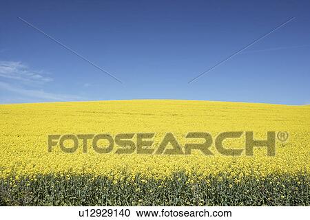 Field Of Oilseed Rape View Large Photo Image Stock Image - Field Of Oilseed Rape. Fotosearch