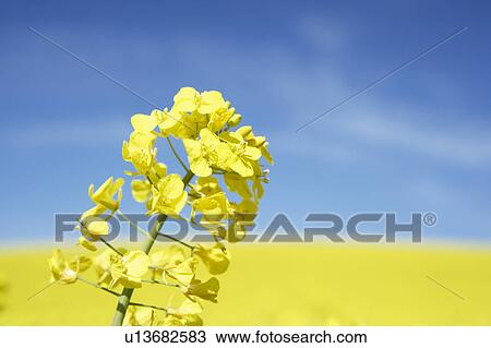 Field Of Oilseed Rape View Large Photo Image Stock Image - Field Of Oilseed Rape. Fotosearch
