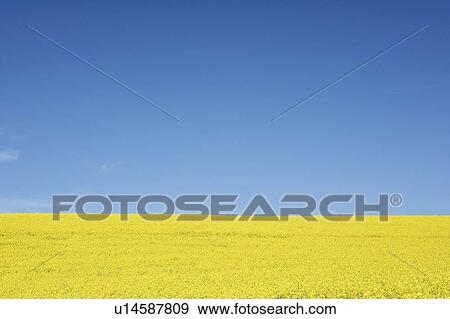 Field Of Oilseed Rape View Large Photo Image Stock Photo - Field Of Oilseed Rape. Fotosearch
