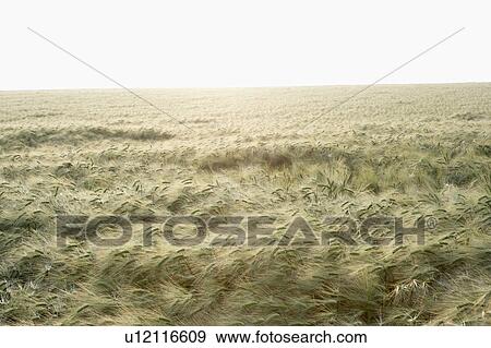 Field Of Wheat View Large Photo Image Stock Photo - Field Of Wheat. Fotosearch