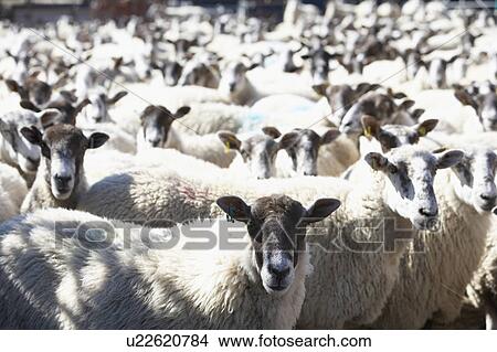 Picture - Flock Of Sheep. Fotosearch