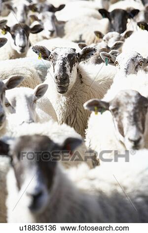 Stock Photograph - Flock Of Sheep. Fotosearch