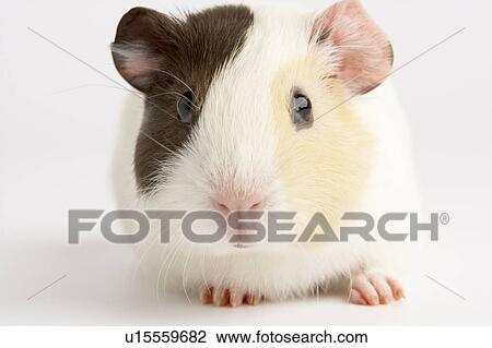 Stock Image - Guinea Pig Against White Background. Fotosearch
