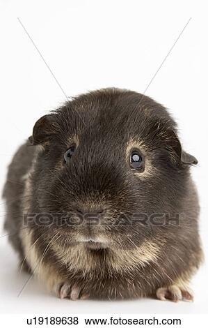 Guinea Pig Against White Background View Large Photo Image Stock Photo - Guinea Pig Against White Background. Fotosearch