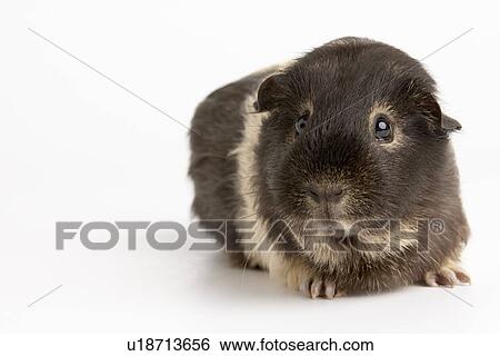 Stock Photograph - Guinea Pig Against White Background. Fotosearch