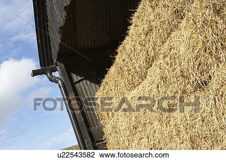 Hay Bales Stored In Barn View Large Photo Image Stock Image - Hay Bales Stored In Barn. Fotosearch