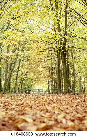 Low Angle View Of Autumn Woods View Large Photo Image Stock Image - Low Angle View Of Autumn Woods. Fotosearch