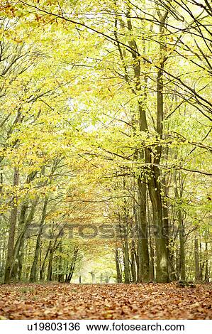 Low Angle View Of Autumn Woods View Large Photo Image Stock Photograph - Low Angle View Of Autumn Woods. Fotosearch
