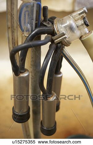 Milking Parlour At Dairy Farm View Large Photo Image Stock Photography - Milking Parlour At Dairy Farm. Fotosearch