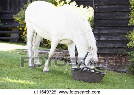 Pony Feeding From Trough View Large Photo Image Stock Photography - Pony Feeding From Trough. Fotosearch