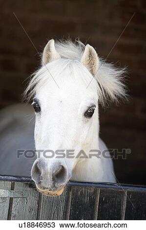 Pony Looking Over Stable Door View Large Photo Image Stock Image - Pony Looking Over Stable Door. Fotosearch