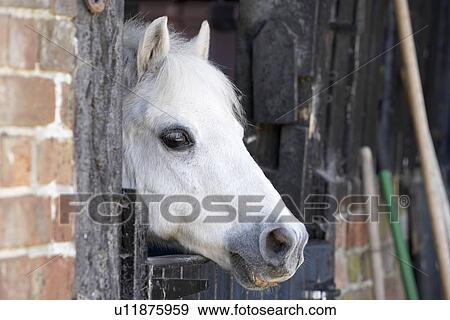 Pony Looking Over Stable Door View Large Photo Image Stock Photo - Pony Looking Over Stable Door. Fotosearch