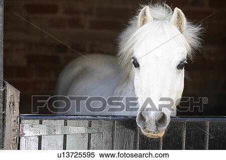 Pony Looking Over Stable Door View Large Photo Image Stock Photography - Pony Looking Over Stable Door. Fotosearch
