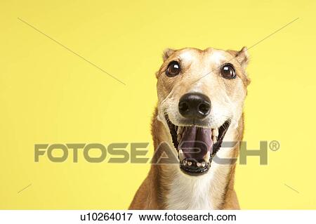Portrait Of Pet Greyhound View Large Photo Image Stock Photo - Portrait Of Pet Greyhound. Fotosearch