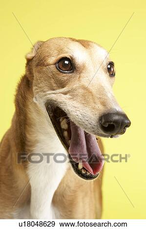 Stock Photo - Portrait Of Pet Greyhound. Fotosearch