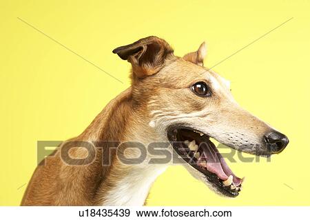 Portrait Of Pet Greyhound View Large Photo Image Stock Photo - Portrait Of Pet Greyhound. Fotosearch