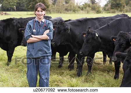 Stock Image - Portrait Of Vet In Field With Cattle. Fotosearch