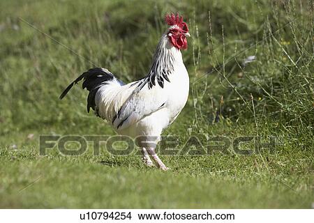 Picture - Poultry In Farmyard. Fotosearch