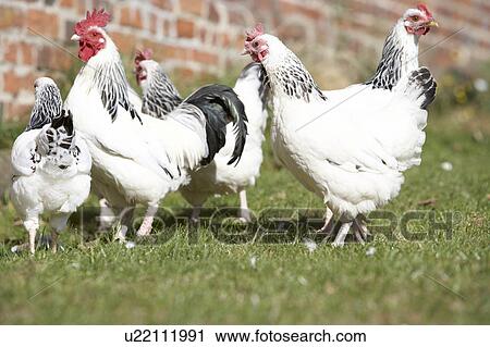 Stock Image - Poultry In Farmyard. Fotosearch