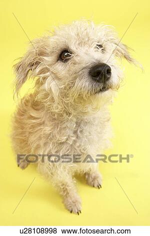 Small Mongrel Dog Sitting In Studio View Large Photo Image Stock Photo - Small Mongrel Dog Sitting In Studio. Fotosearch