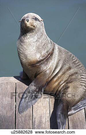Stock Photo - South Africa, Cape Town, seal sitting on pier. Fotosearch