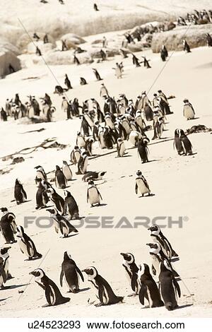 South Africa, Penguin Colony View Large Photo Image Stock Image - South Africa, Penguin Colony. Fotosearch