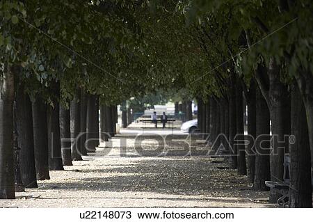 Tree Lined Boulevard, Paris, France View Large Photo Image Stock Image - Tree Lined Boulevard, Paris, France. Fotosearch