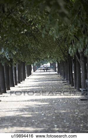 Stock Photograph - Tree Lined Boulevard, Paris, France. Fotosearch