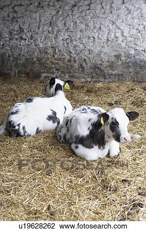 Stock Image - Two Calves In Barn. Fotosearch