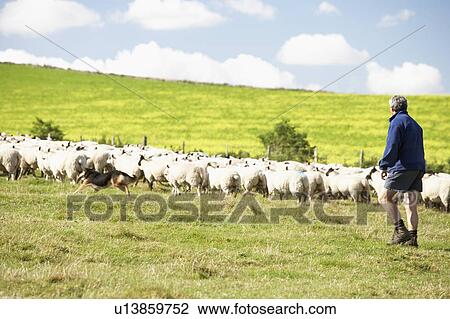 Stock Image - Two Farm Workers With Flock Of Sheep. Fotosearch