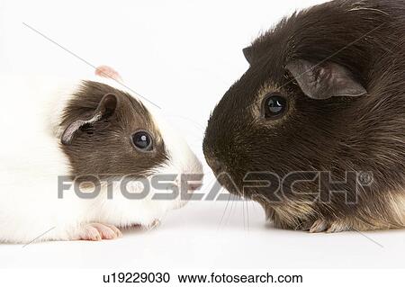 Two Guinea Pigs Against White Background View Large Photo Image Stock Image - Two Guinea Pigs Against White Background. Fotosearch