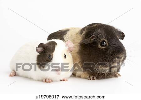 Two Guinea Pigs Against White Background View Large Photo Image Stock Photo - Two Guinea Pigs Against White Background. Fotosearch